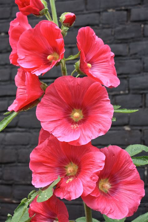 hollyhocks red