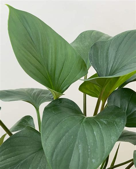 homalomena emerald gem