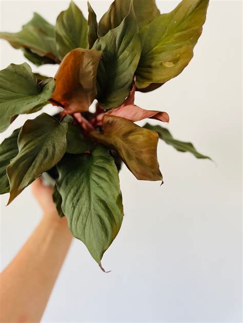 homalomena flaming red