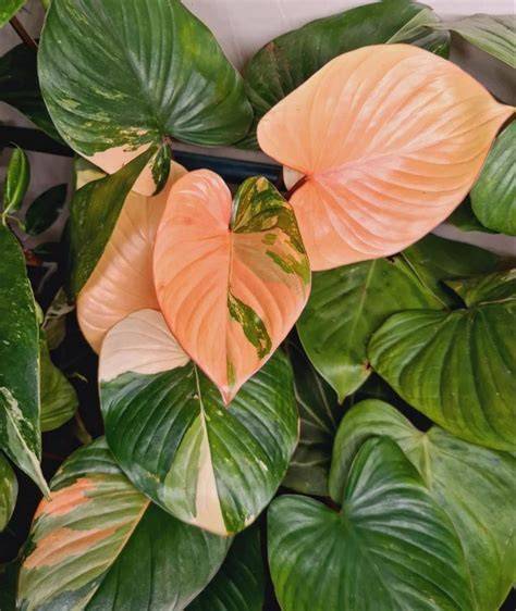 homalomena houseplants
