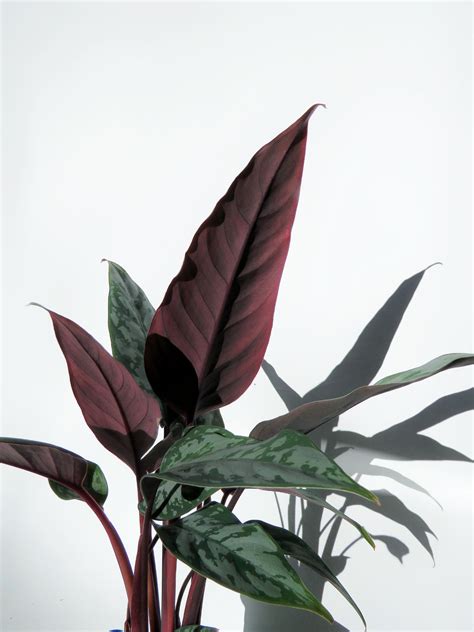 homalomena purple sword