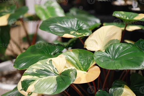 homalomena yellow variegated