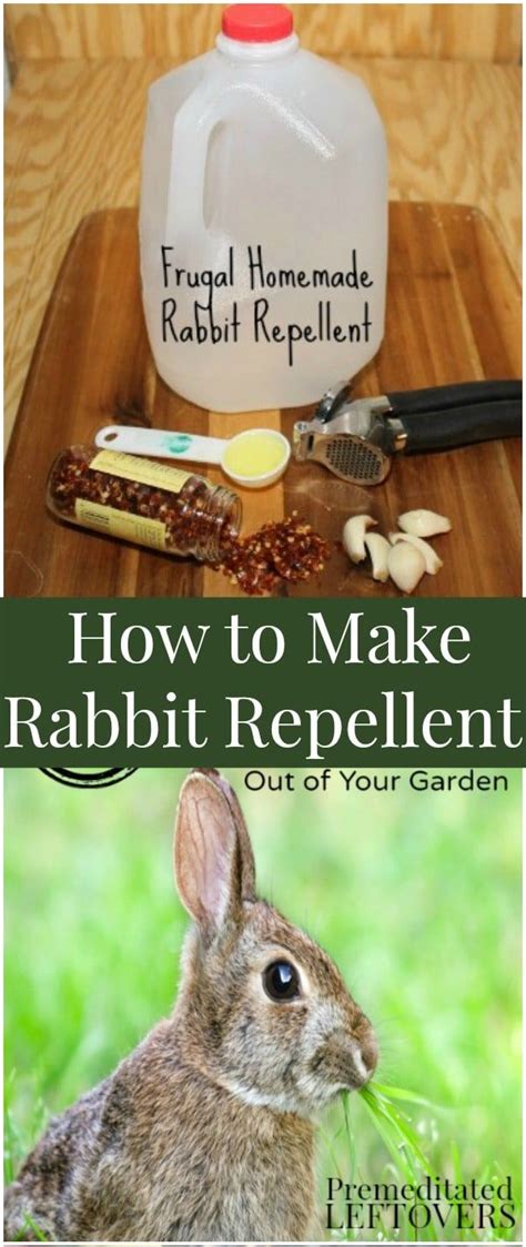 homemade rabbit repellent for hostas