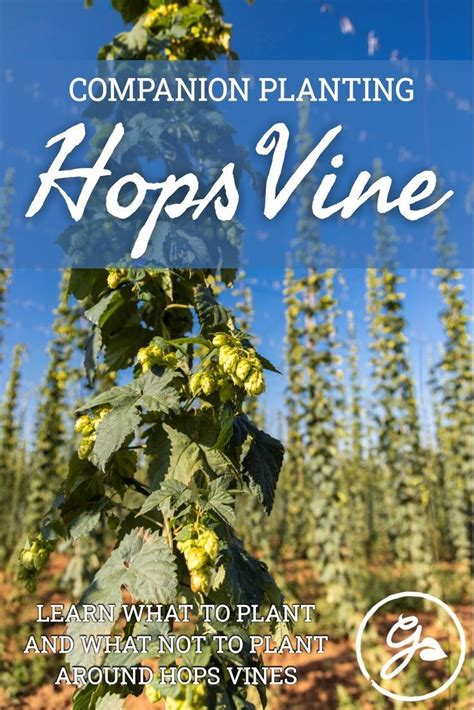 hops companion plants