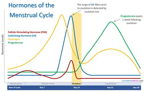 Hormone Chart During Menstrual Cycle
