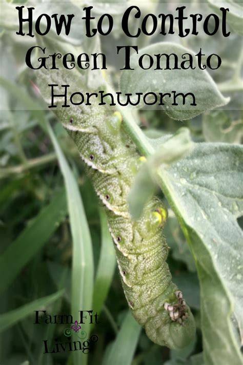 hornworm repellent