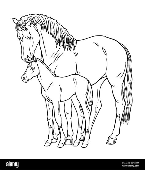 horse and foal colouring pages