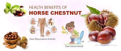 horse chestnut uses