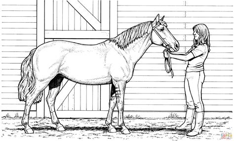 horse coloring book