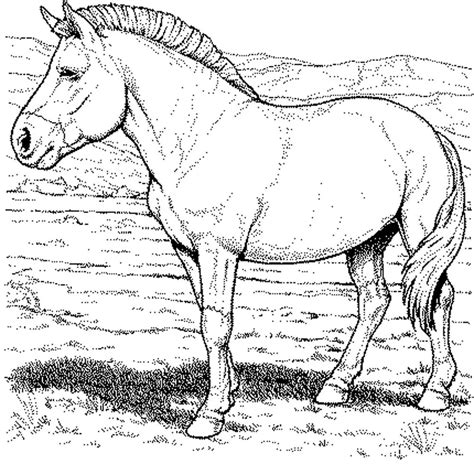 horse picture coloring page