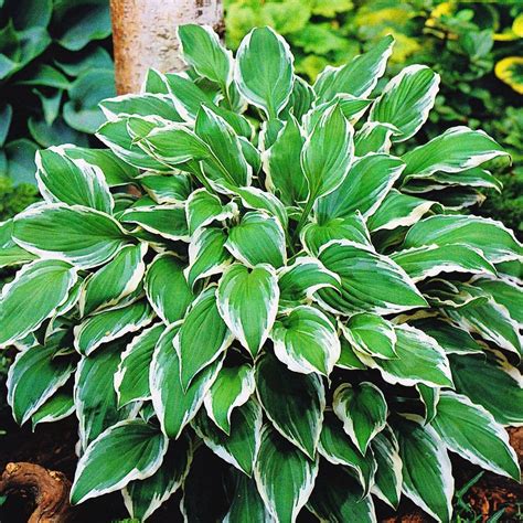 hosta albomarginata