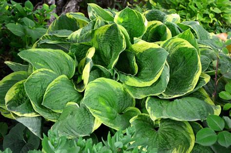 hosta christmas tree
