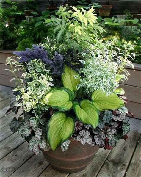 hosta container ideas