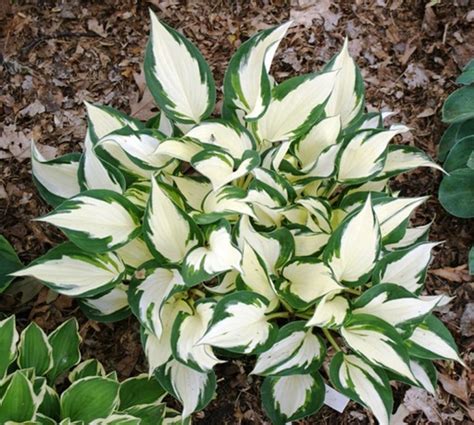 hosta fire and ice