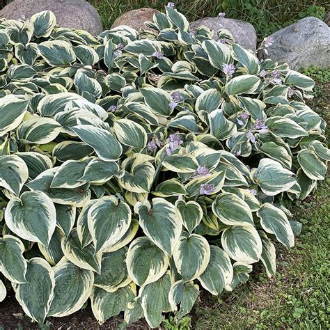 hosta first frost