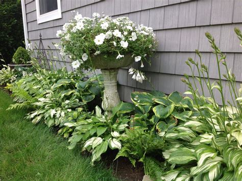 hosta garden