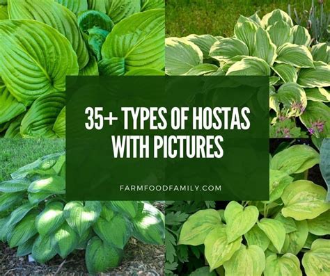 hosta identification
