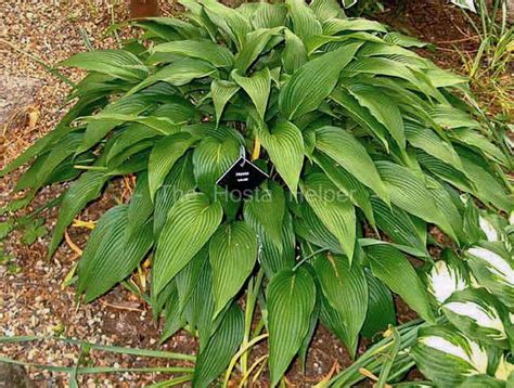 hosta kikutii
