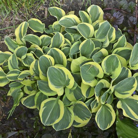 hosta mighty mouse