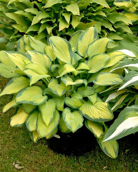 hosta paul's glory