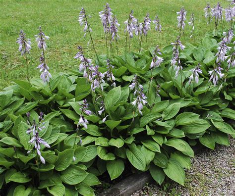 hosta perennial