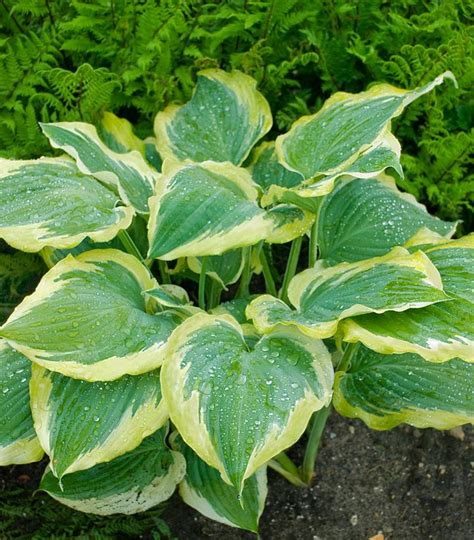 hosta seducer