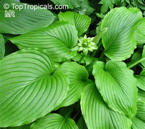 hosta sp
