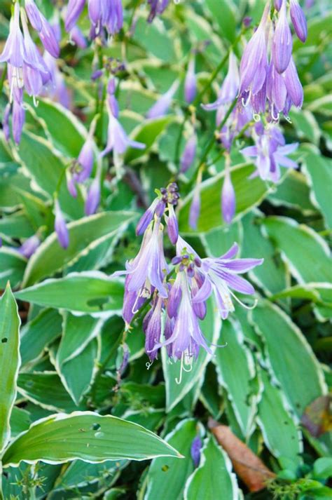 hosta stiletto