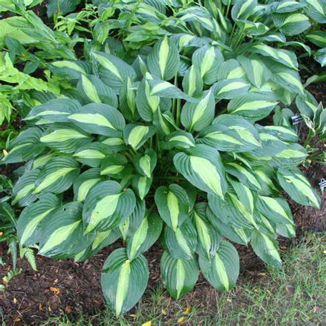 hosta striptease