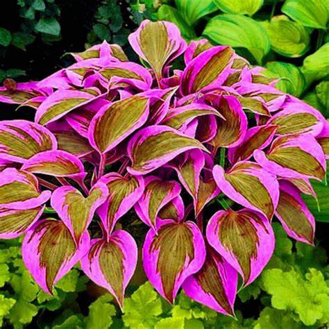 hosta with pink leaves
