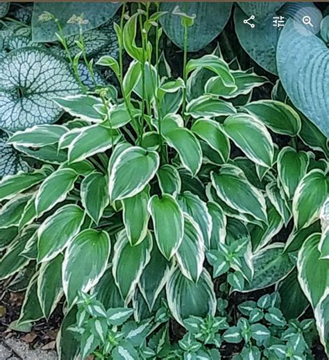 hosta with white edges