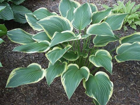 hosta yellow river
