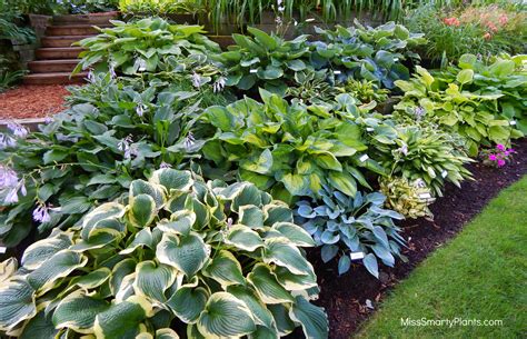 hostas in florida