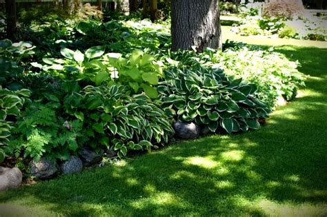 hostas under a tree