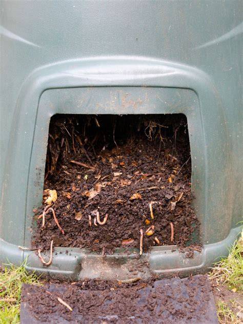 hot climate vermiculture