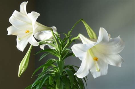 house lily