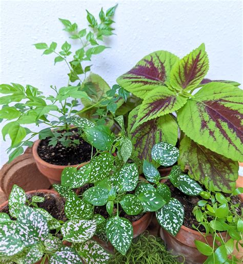 houseplants from seed