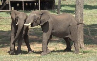 how do elephants say hello