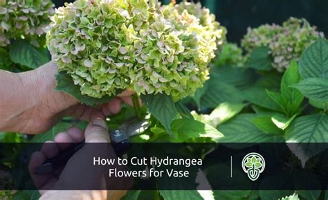 how do i cut hydrangea flowers