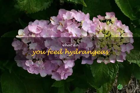 how do i feed hydrangeas