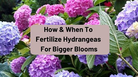 how do you fertilize a hydrangea