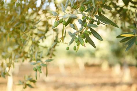 how long do olive trees live