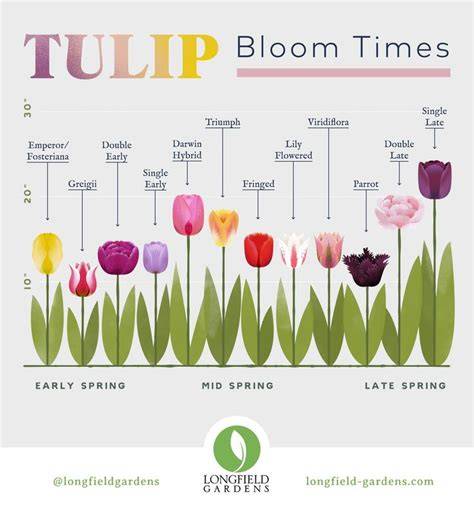 how long do tulips bloom