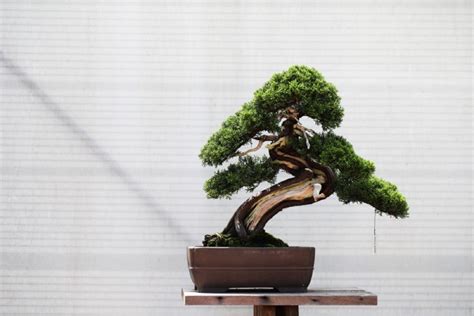 how long does a bonsai tree live