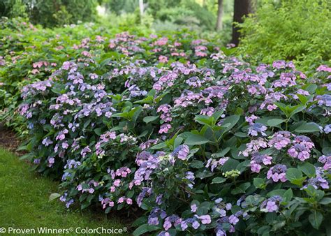 how to care for tuff stuff hydrangea
