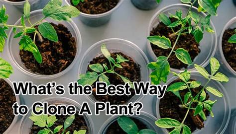 how to clone a plant