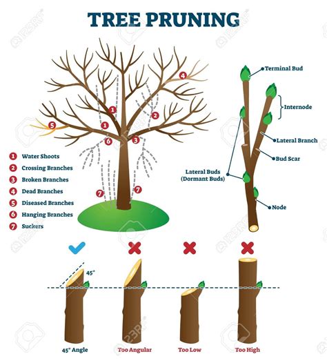 how to correct pruning mistakes
