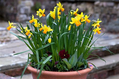 how to create a quick spring pot display