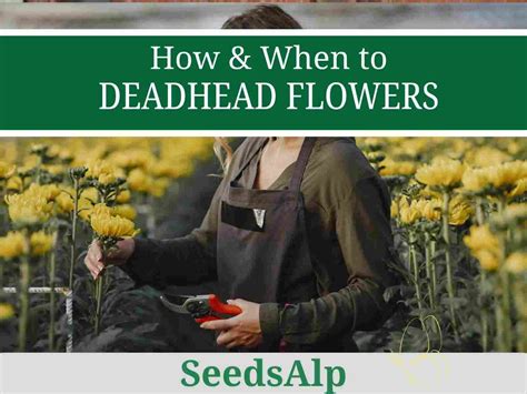 how to deadhead flowers