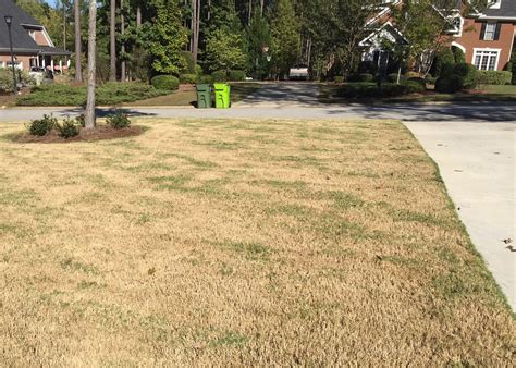 how to dethatch bermuda grass
